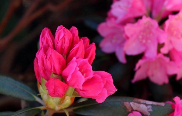 1-Rhododendron-1024x682