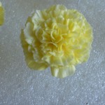 Stunning carnations by the Sugar Teachers