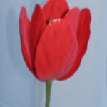 Fondant tulip