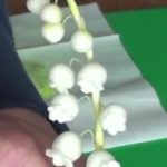 Lily of the valley fondant tutorial